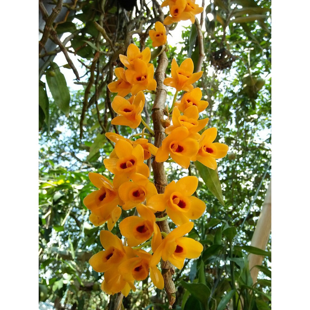 1 bảng (1 chậu) lan phi điệp vàng rừng tây bắc hàng thuần siêu to, hoa siêu đẹp