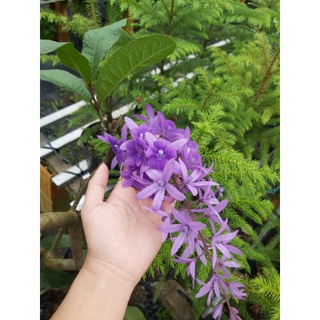 Cây Mai Xanh Thái (ảnh thật)