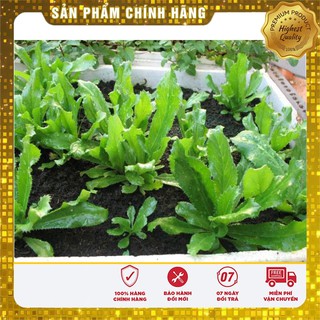 COMBO 12 loại hạt giống rau gia vị ngắn ngày cho vụ đông