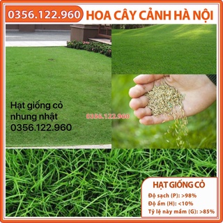 [Có sẵn]  Hạt giống cỏ thảm - cỏ nhung nhật gói 1kg cỏ dùng trong chăn nuôi, công trình....