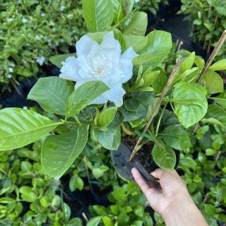 Chậu hoa Lài thiên hương...hoa lớn