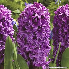 Combo 3 Củ giống hoa tiên ông hoa màu tím_ Dạ Lan Hương