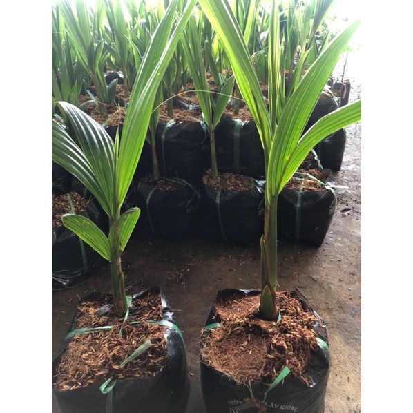 Cây dừa xiêm xanh lùn