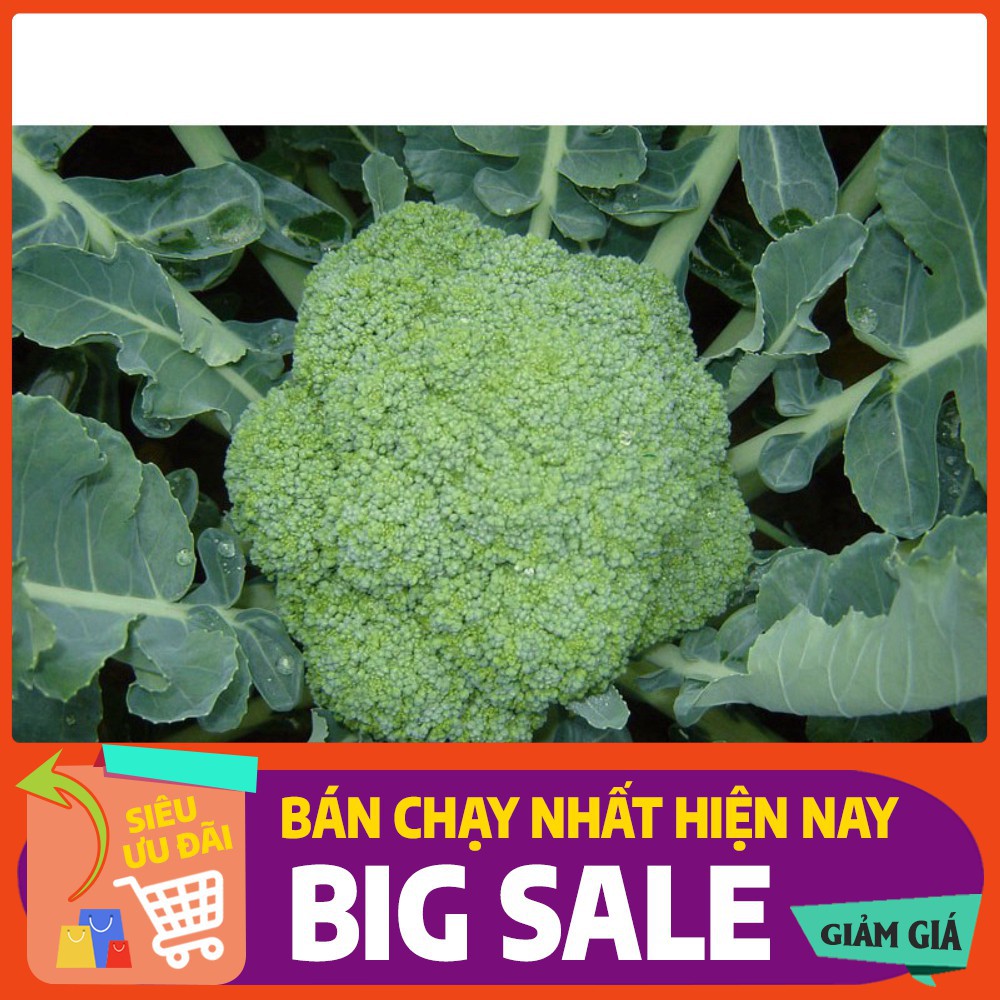 Hạt giống rau súp lơ xanh thủy canh bốn mùa - 0.5gr