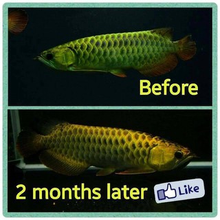 Vitamin cá AQUA PLUS CZ13 - VITAMIN CHO RỒNG, HỔ, SAM và cá cảnh khác (Hàng Công Ty)