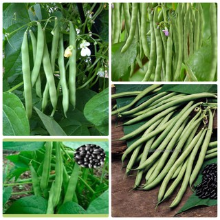 hạt giống Đậu cove leo hạt đen PD252 ,chipmitstore