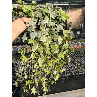 cây thường xuân lá cẩm thạch - dây nguyệt quế (chậu treo lớn)