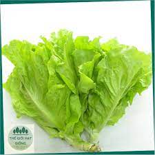 Hạt Giống Xà Lách Xoăn Xanh + Mỡ (2 loại rau) (gói 10 Gram)Chịu nhiệt tốt kháng bệnh cao