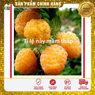 Hạt giống quả mâm xôi vàng 30 hạt