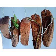 Sơ Dừa Nguyên Miếng  Đã Qua Xử Lý Giá Thể Dùng Trồng Lan Và Hoa Kiểng