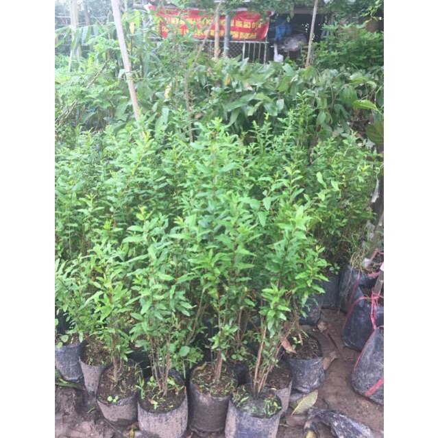 Cây lựu trắng