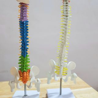 MÔ HÌNH CỘT SỐNG 45CM