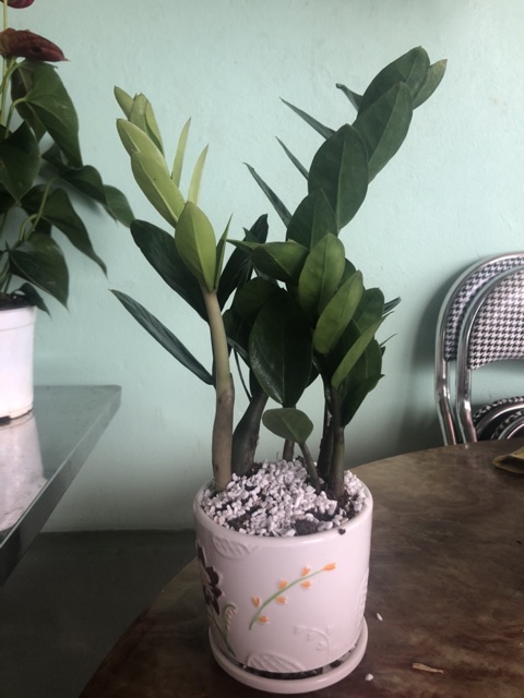 Kim tiền mini