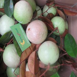 Cây giống vú sữa lò rèn