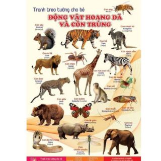 Bộ tranh song ngữ 14 chủ đề cho bé