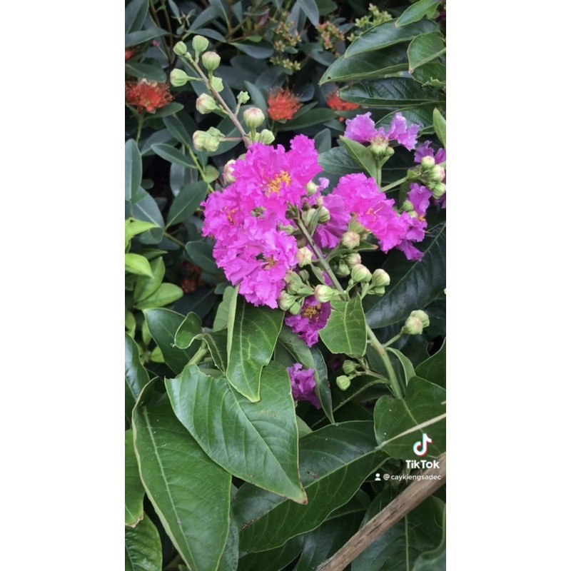 Caykiengsadec cay hoa bằng lăng thái + Tặng Phân Bón