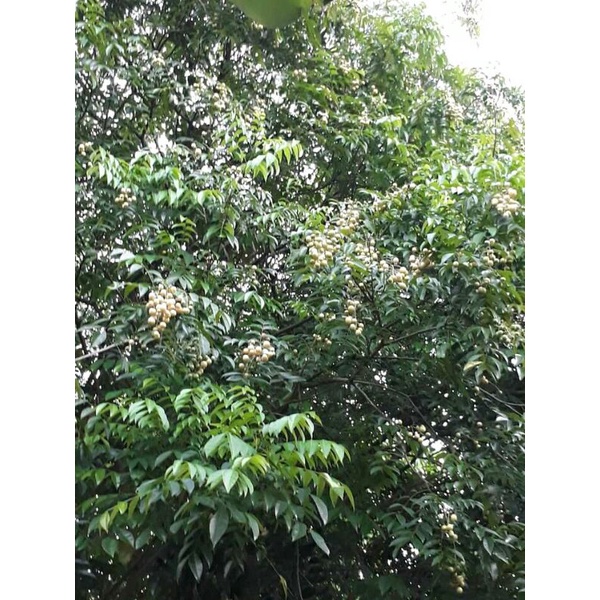 Cây Mác Mật giống ( gia vị không thể thiếu trong các món vịt quay, lợn quay)