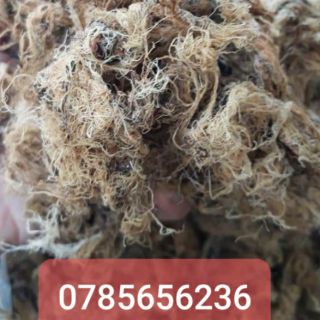 Rong biển làm xu xoa 160k/kg