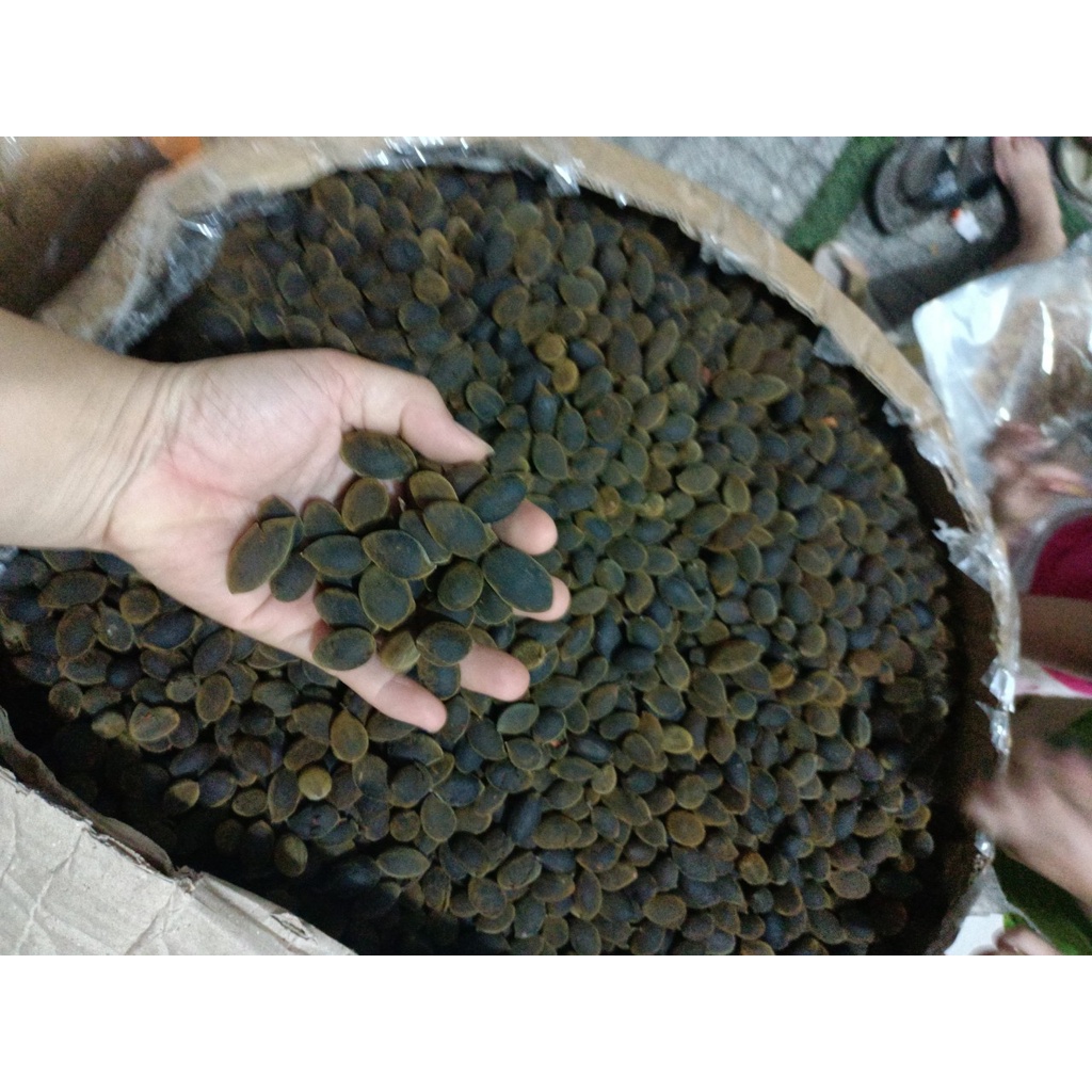 Trái say nhung rừng say rừng Gia Lai TRAMSHOP1993 chín tự nhiên trái to,bột nhiều,không sâu túi 1kg