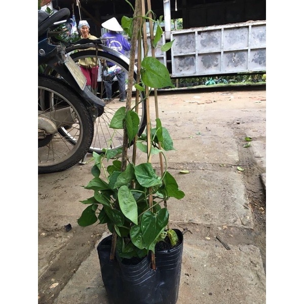 Cây hoa thiên lý siêu hoa trồng đc ban công