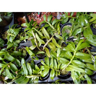 Hoa phong lan phi điệp 5ct gieo hạt