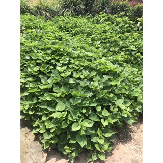 10 dây rau lang Nhật siêu ngọn ( mỗi dây 30cm)i