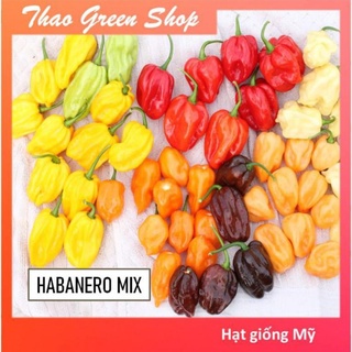 5 hạt giống ớt habanero mix đủ màu siêu cay