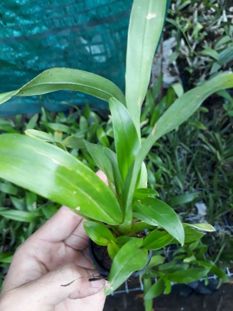 Vũ nữ vàng cây bụi lùm trưởng thành