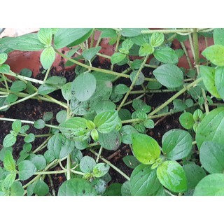 cây Sâm đất Côn Đảo ( loại sâm quý tốt cho sức khỏe)