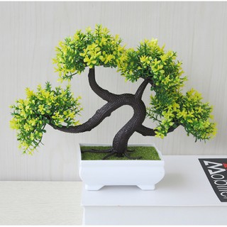 Chậu bonsai để bàn Cao Cấp