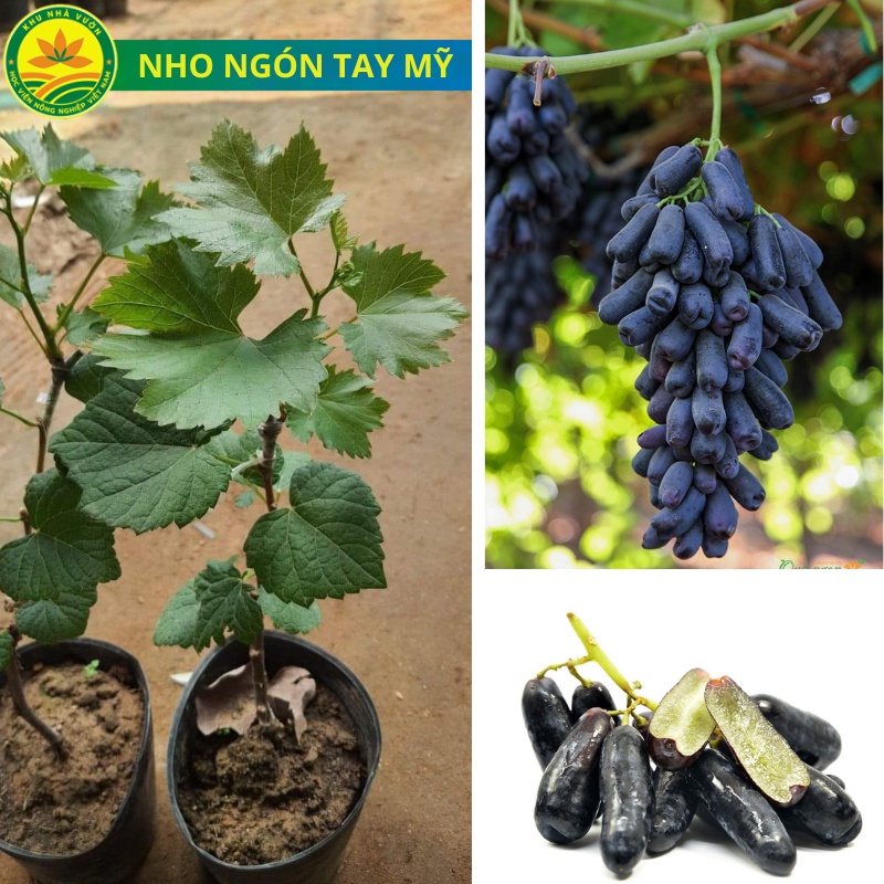 Cây giống nho ngón tay, giống cây ăn quả nhập ngoại, cây giống cao 30cm, giống khỏe đã được thuần chùng dễ trồng