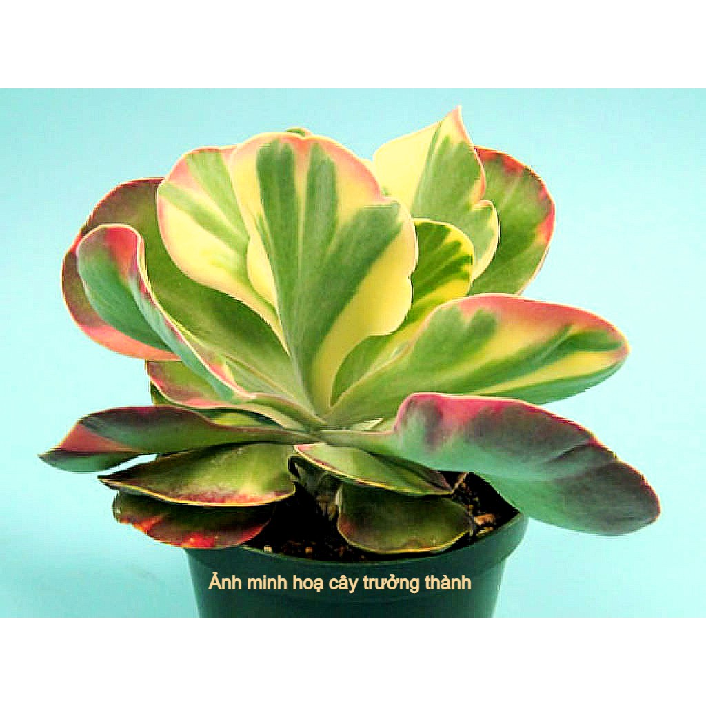 sen đá cánh bướm var sọc ( kalanchoe thyrsiflora variegated )