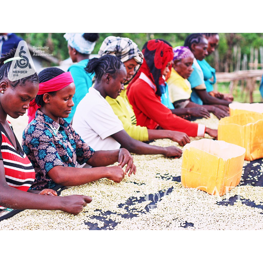 220g Specialty Coffee Nguyên Hạt Ethiopia Yirgacheffe Cà Phê Hảo Hạng Exquisite®