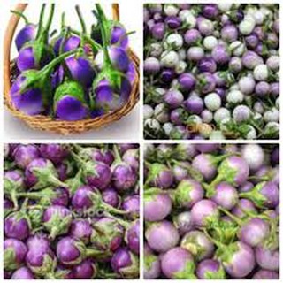 Hạt giống cà pháo tím (2g)