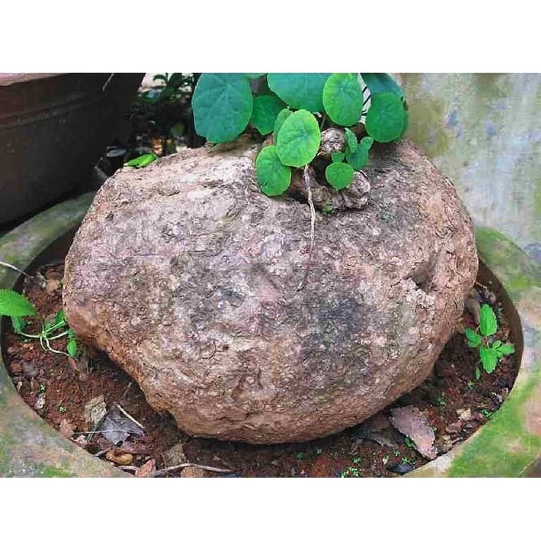 Củ Bình Vôi tươi nguyên củ 1kg hàng chuẩn loại 1 Dược Liệu Tây Bắc