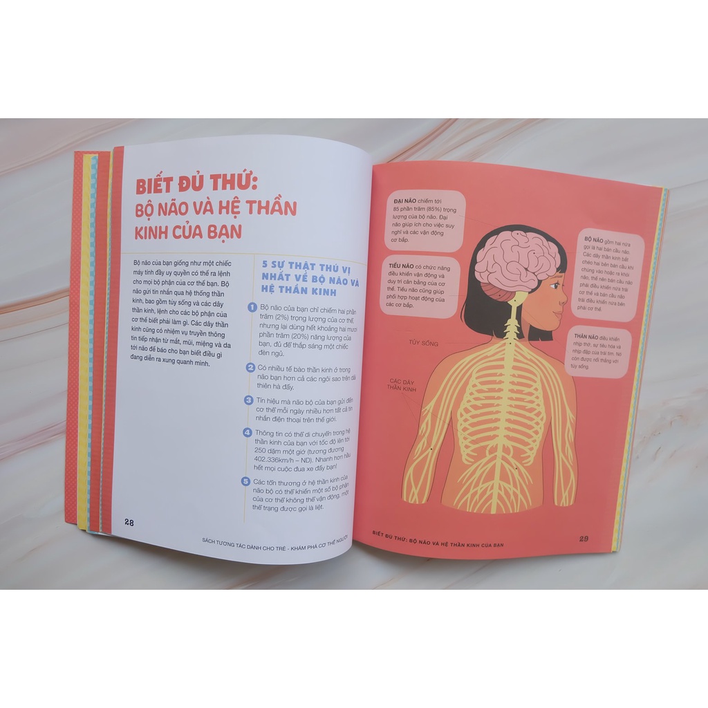 Sách - Khám Phá Cơ Thể Người - Sách tương tác dành cho trẻ 3+ - Nhiều tác giả