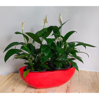 Chậu Xi Măng Fiber Bầu Dục Đỏ L40xW20xH15cm | L55xW27xH21cm