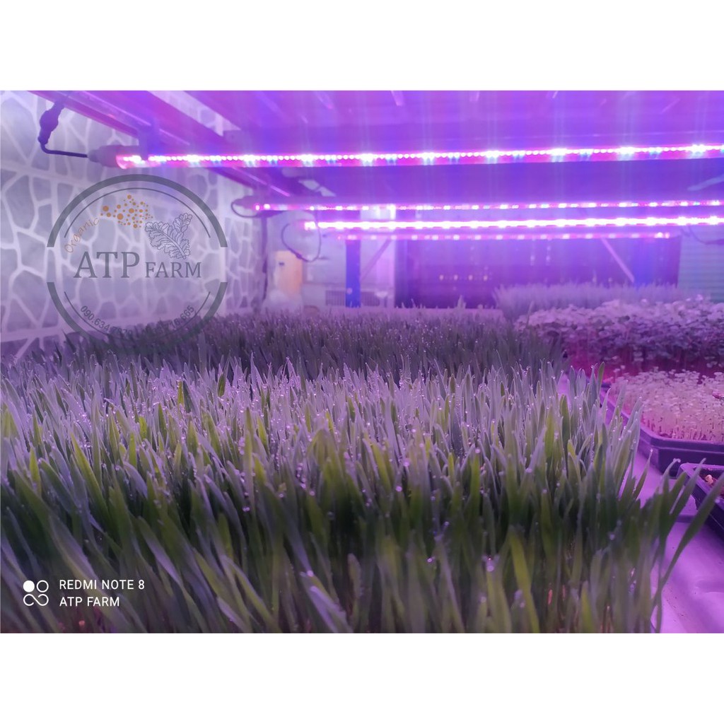 ATP Farm - CHÍNH HÃNG: Hạt giống Mầm cỏ lúa mì Organic nhập khẩu Italy Châu Âu chuyên làm nước ép