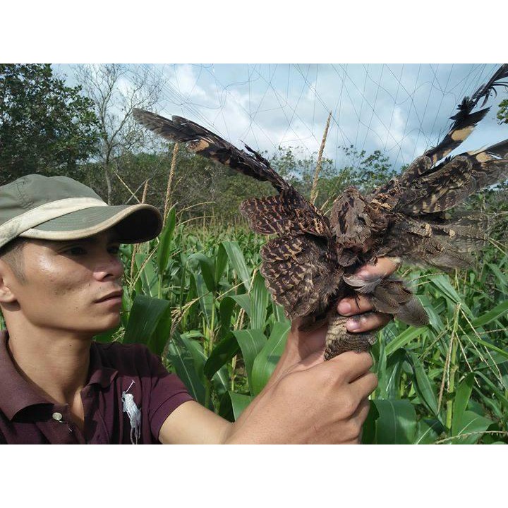 Lưới bẫy chim chào mào, họa mi, chòe Cao 5m, độ dài tùy chọn, Lưới Chim Thái Lan hàng chất lượng 988