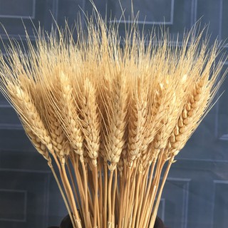 Hoa lúa mạch khô 500g - 1000g