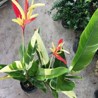 Cây mỏ két cẩm thạch