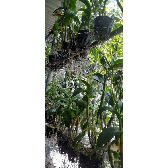 Hoa Lan Dendro Nắng Vàng Chanh Phú Quý