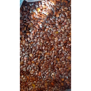 Hạt giống keo dậu (keo cuba)