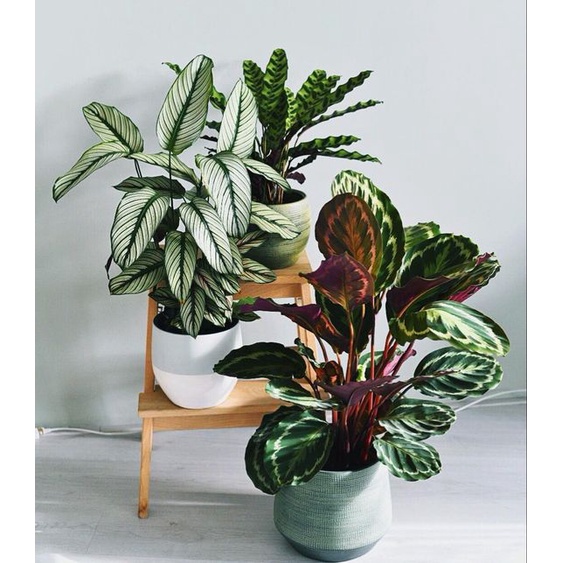 Cây đuôi công (calathea)