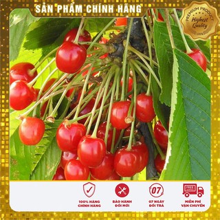 Hạt Giống Anh Đào