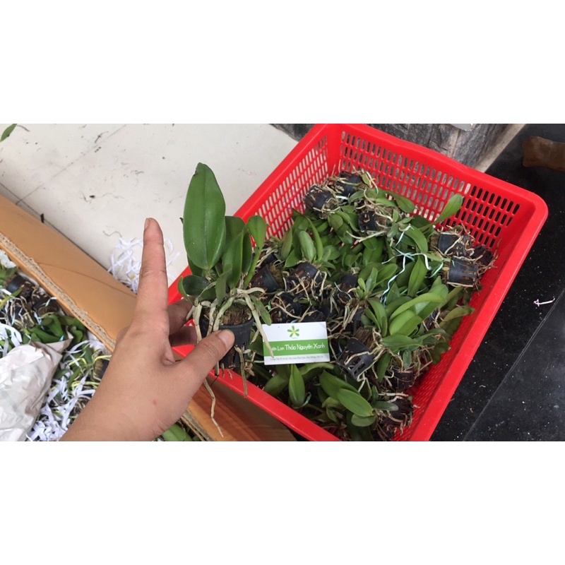 TNX35 - Lan Cattleya Vàng Chớp Đỏ - Village Chief Rose - Cây Con