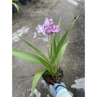Chậu địa lan chu đỉnh màu mới