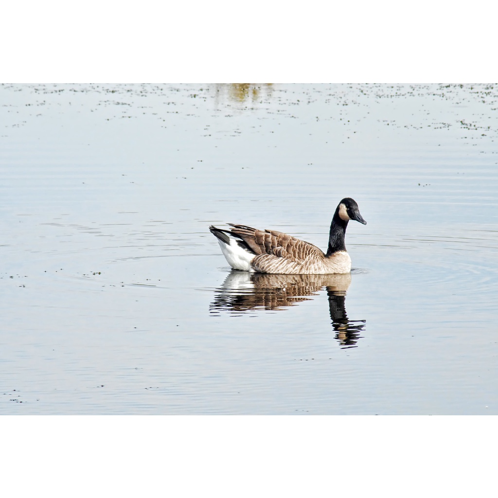 Ống kính máy ảnh Rokinon 80-200mm f4.5 MF Macro for Canon FD  - 17396