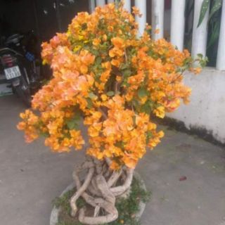 Giấy cam.... siêu hoa
