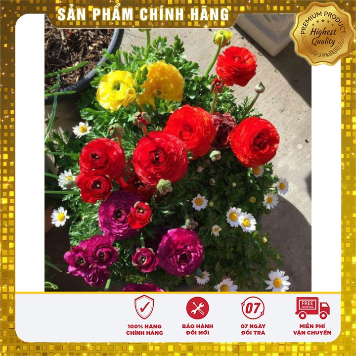 Củ giống hoa mao lương hồng (1 củ)